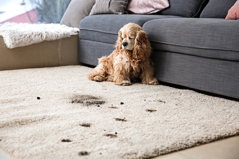 How to Remove Common Stains from Upholstery Like a Pro