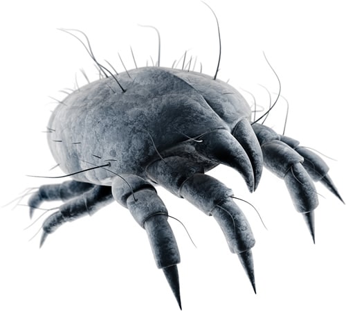 reduce dust mites